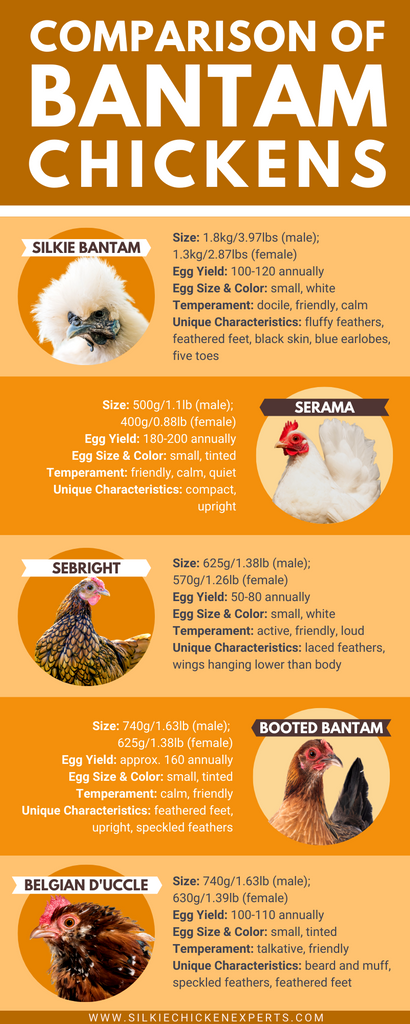 Bantam chicken breed comparison chart of silkie bantam chicken, serama, sebright, booted bantam, and belgian d’uccle - infographic