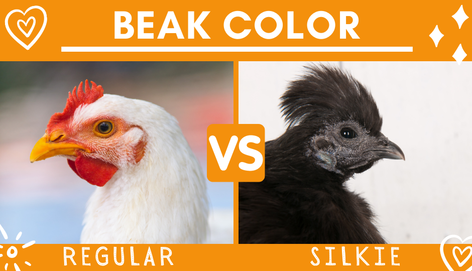 Beak color of a regular chicken versus a black silkie chicken