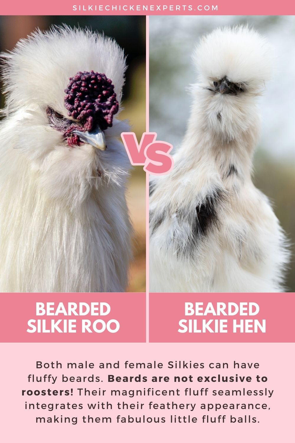 bearded silkie rooster and bearded silkie hen