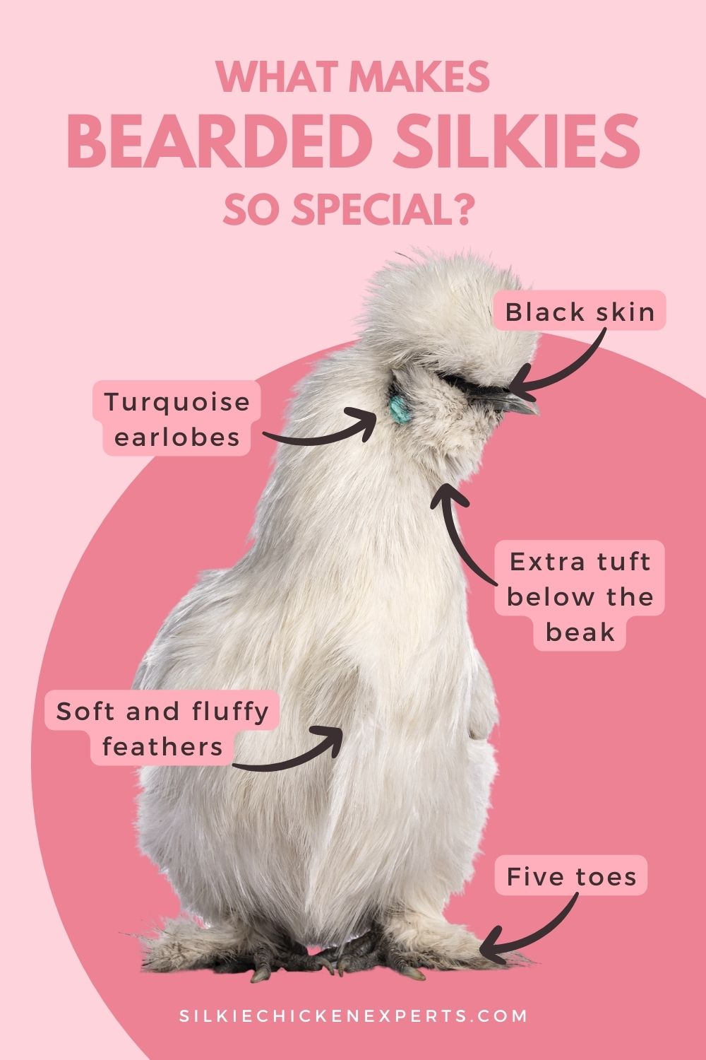 bearded silkie characteristics