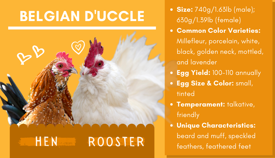 Belgian d’Uccle bantam chicken and rooster facts chart