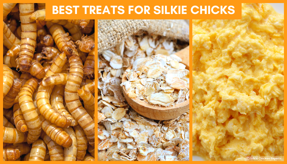 best treats for baby silkie chickens