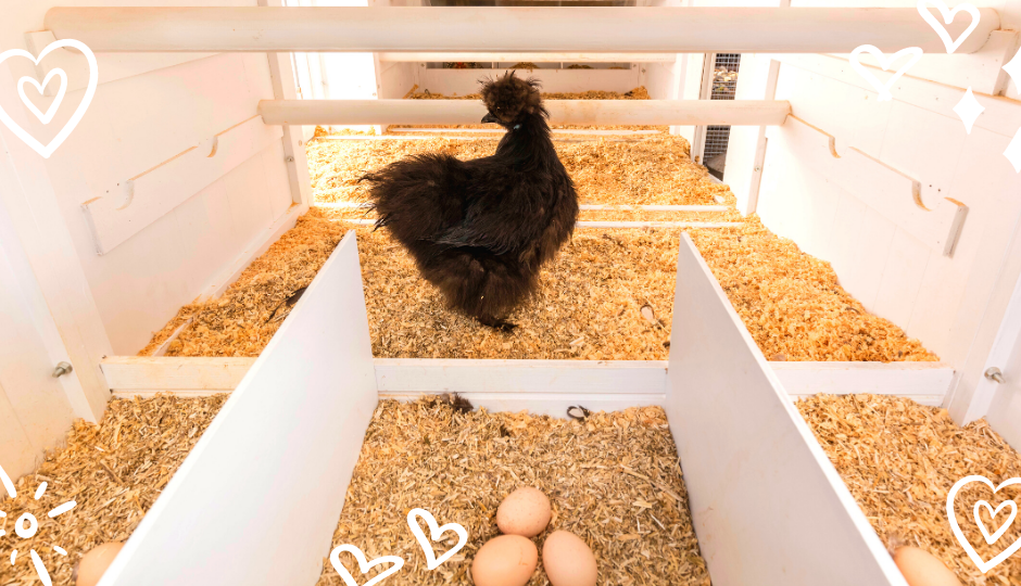 Black silkie bantam chicken watching over her eggs in the nesting boxes
