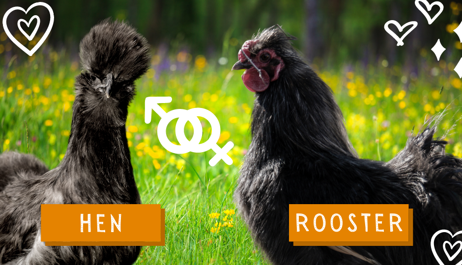 Black silkie chicken and rooster appearance comparison