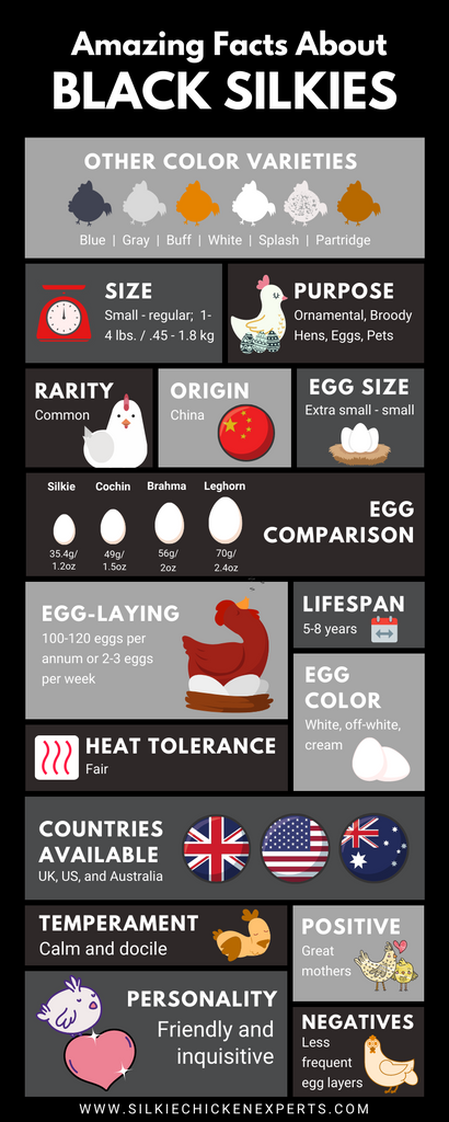 Black silkie chicken facts infographic