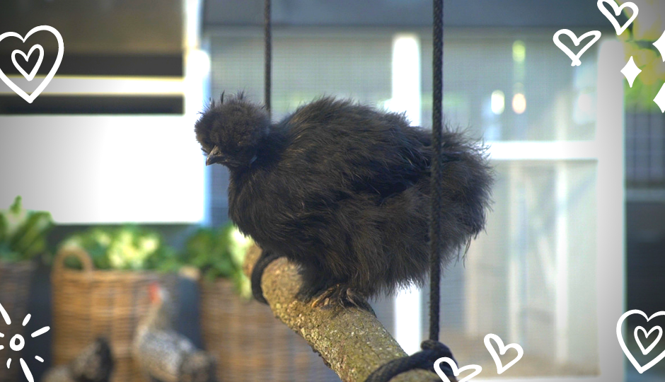black silkie chicken sitting on a roost