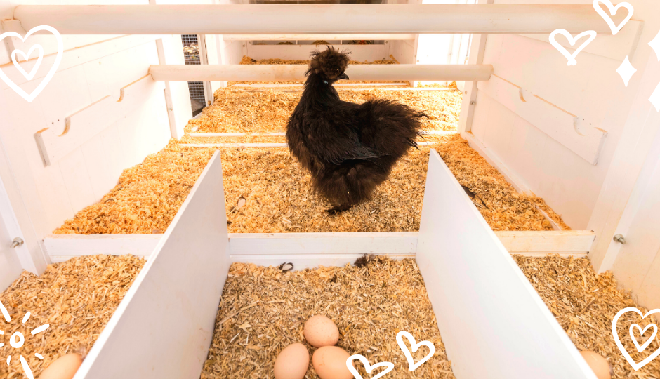 Black silkie chicken watching over her eggs in the nesting boxes