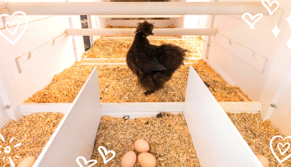 Black silkie chicken watching over her silkie eggs in nesting boxes inside the coop