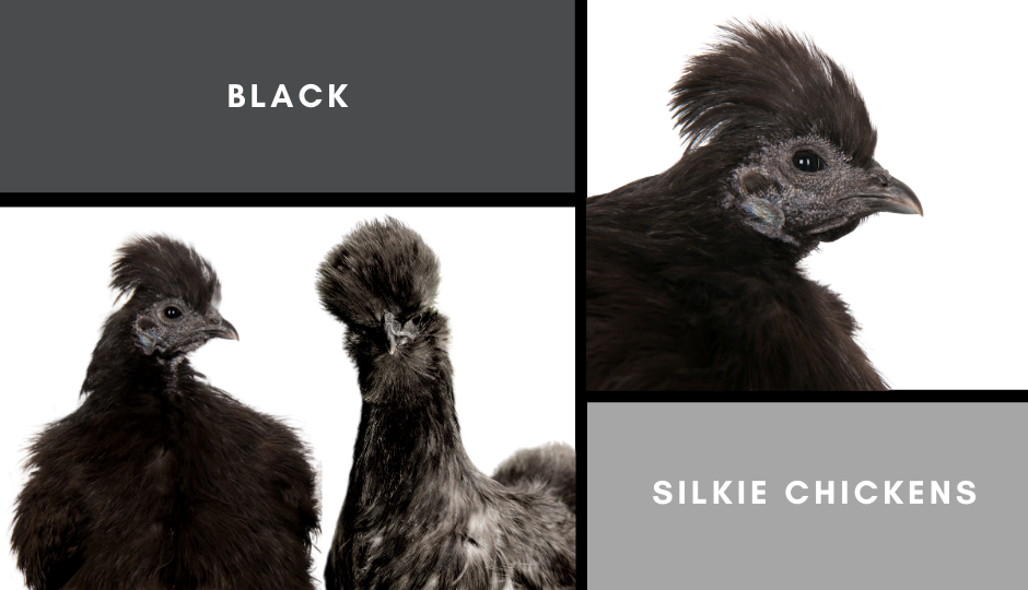 black silkie chickens
