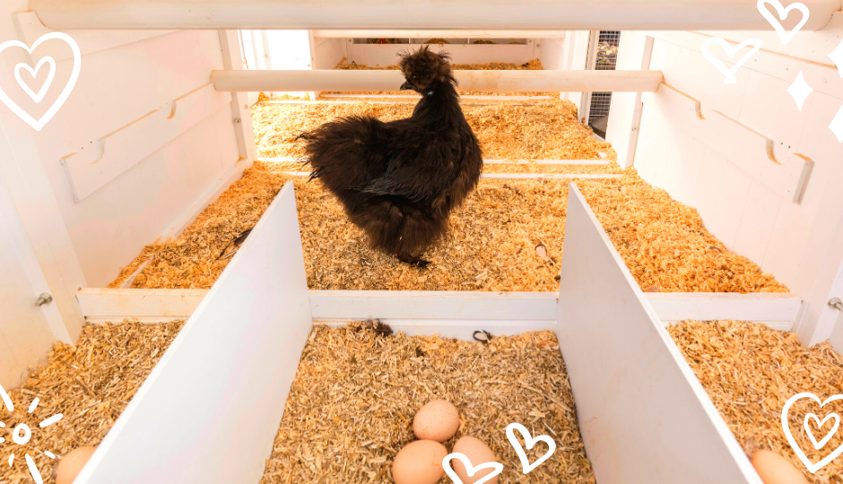 A black silkie hen watching over her eggs in the nesting boxes