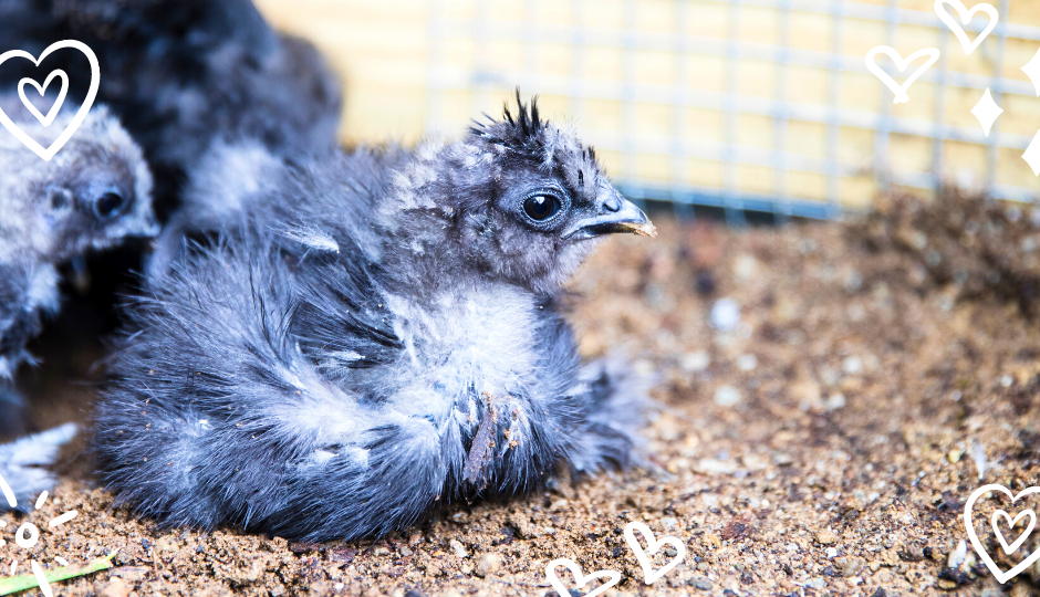 blue silkie chick sitting inside the coop