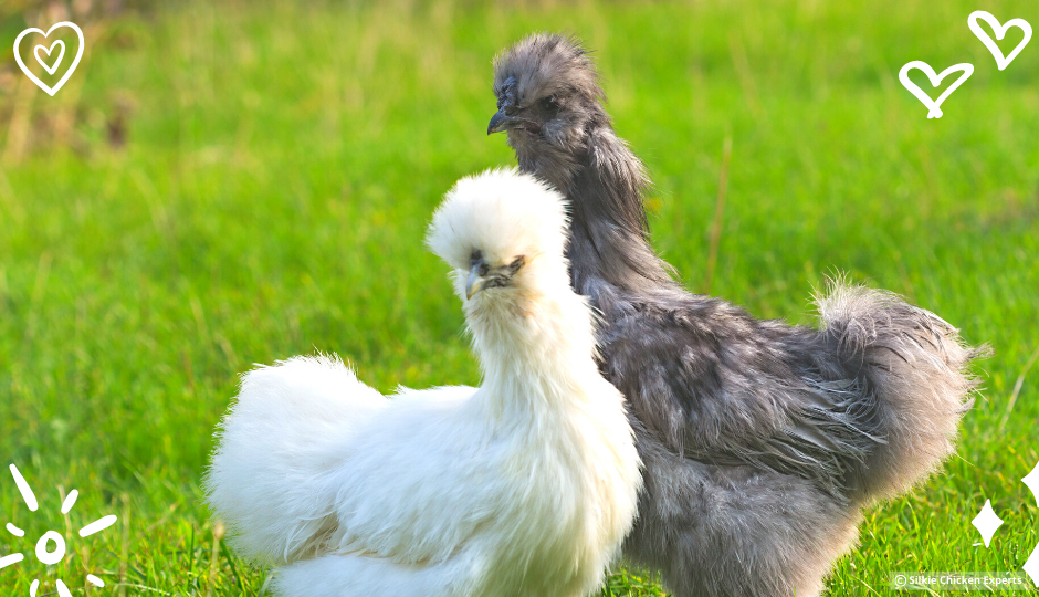 silkie chicken