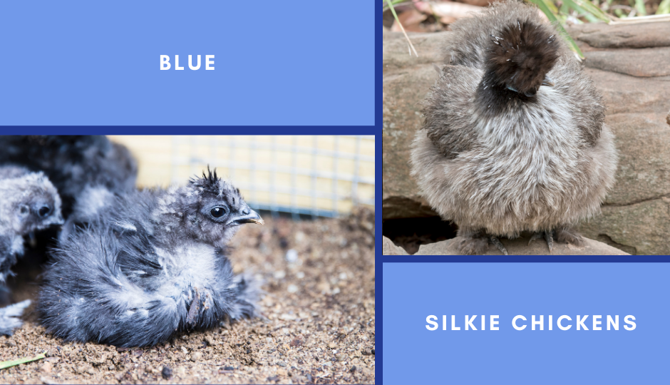 blue silkie chicken sitting inside the chicken coop