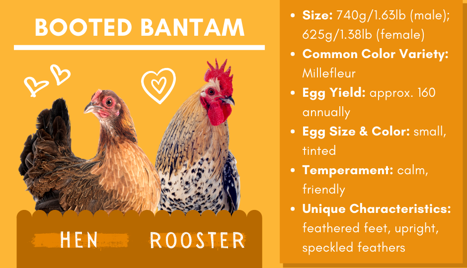 Booted Bantam or ‘Sabelpoot’ chicken and rooster facts chart