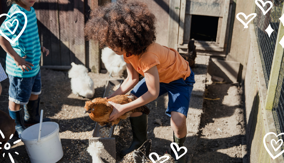 little boy holding a buff silkie chicken inside the chicken coop