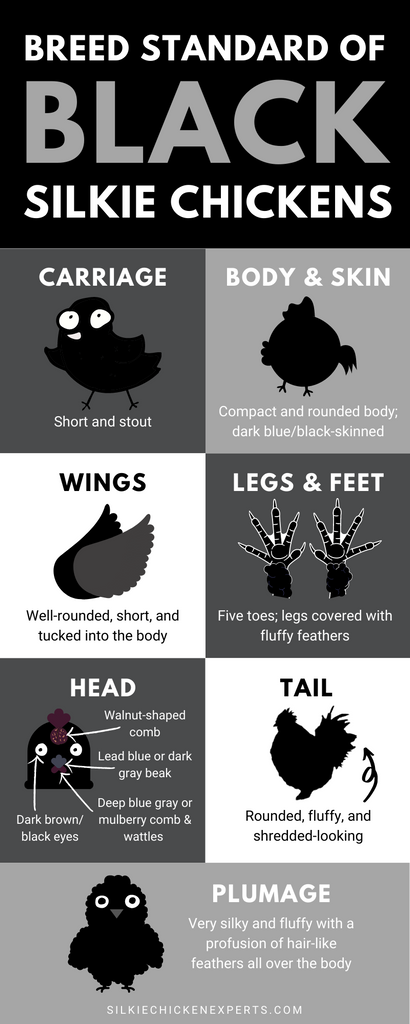 Breed standard of black silkie chickens - infographic