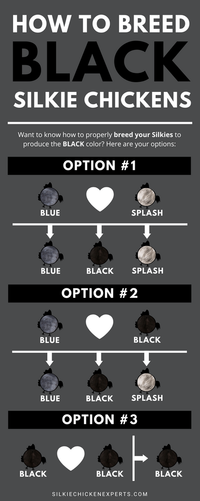 Breeding black silkie chickens - infographics