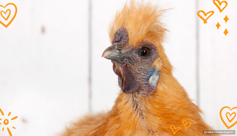 buff silkie chicken looking inquisitive