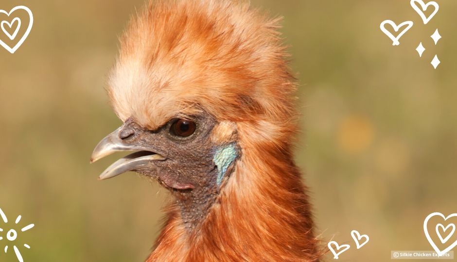 buff silkie chicken with turquoise earlobes