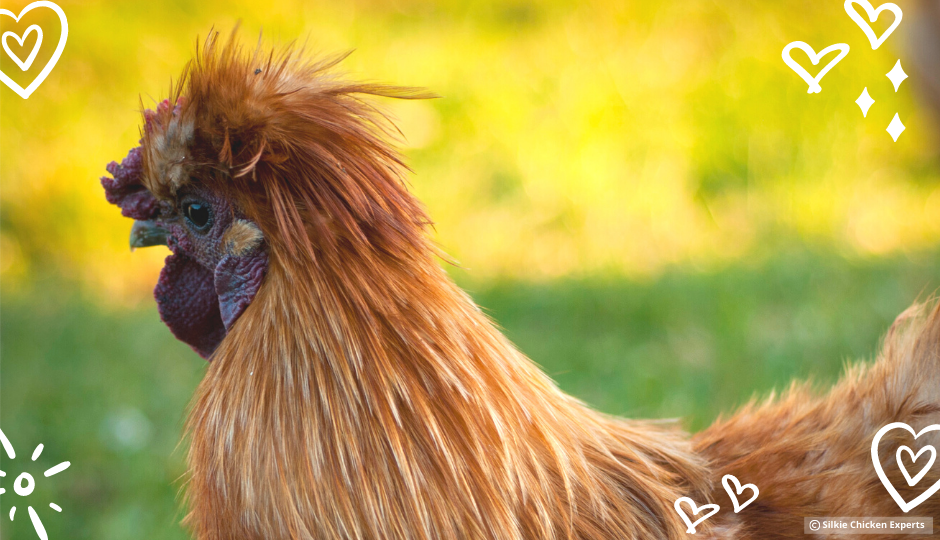 buff silkie rooster free ranging on grass