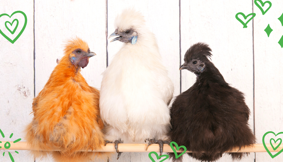 Buff, white, and black silkie bantam chickens roosting on a perch together