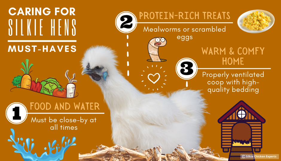 caring for silkie hen infographic