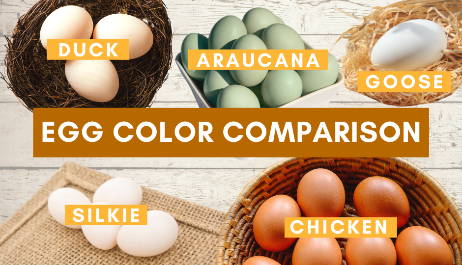 Chicken breed egg color comparison chart