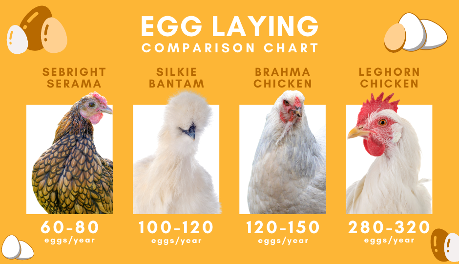 Chicken breed egg laying comparison chart