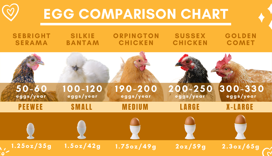 Chicken breed Egg laying yield Comparison chart of Silkie Bantam, Sebright Serama, Orpington, Sussex, and Golden Comet chickens