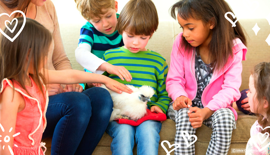 children playing with white silkie chicken on a little boy's lap