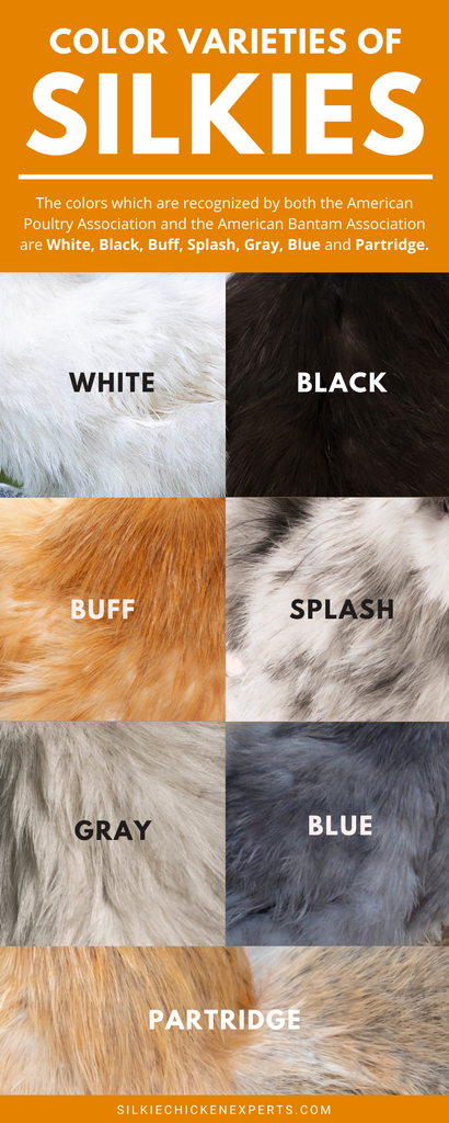 Color varieties and breed standards of silkie bantam chickens- infographic