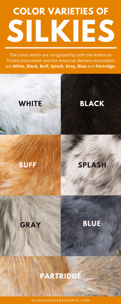 Color varieties or breed standards of silkie chickens infographic