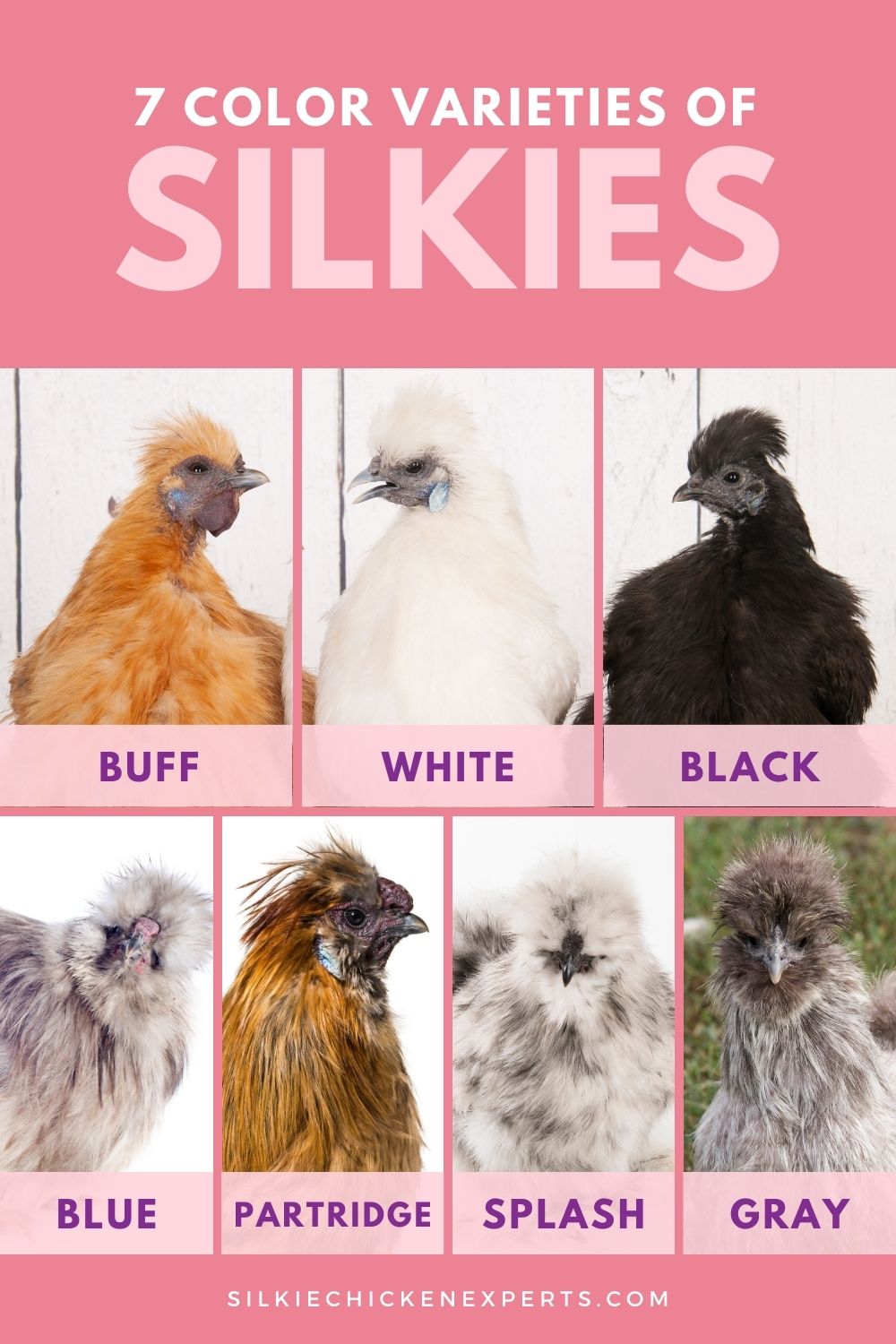 silkie chicken color varieties