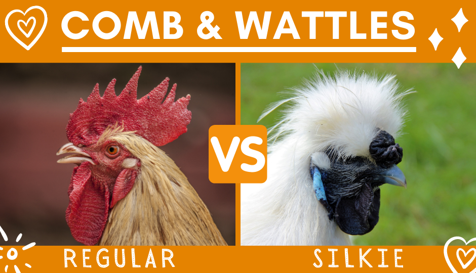 Comb and wattles of a regular chicken versus a silkie chicken