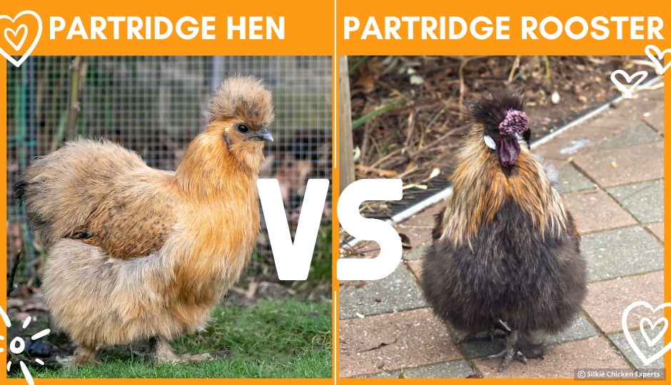 comparison of partridge hen and rooster