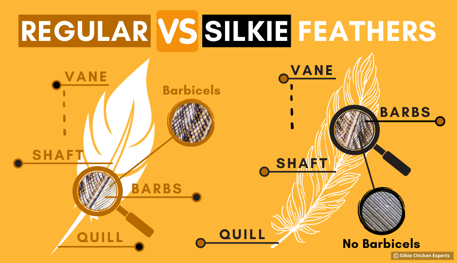 comparison of regular chicken feathers versus silkie chicken feathers