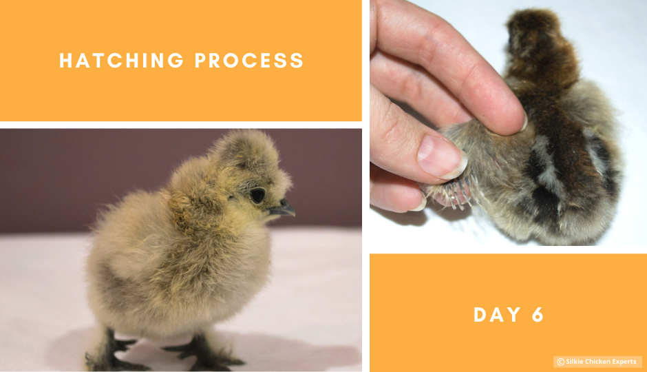 day six hatching process of silkie chicks