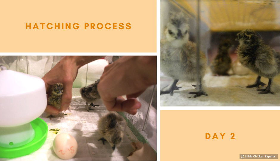 day two hatching process of silkie chicks