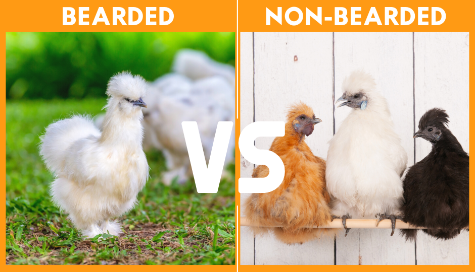 difference between bearded and non bearded silkie chickens