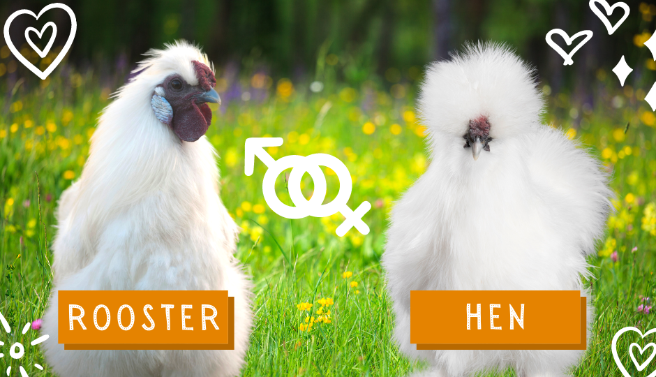 Difference between silkie bantam chicken and rooster