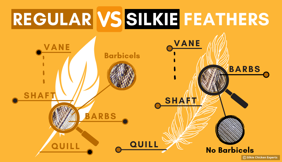difference between silkie chicken feathers and regular chicken feathers