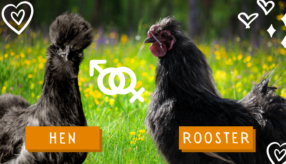 difference between silkie hen and silkie rooster