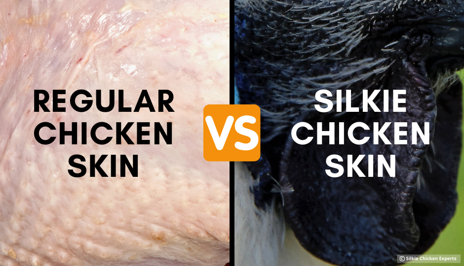 difference between regular chicken skin versus silkie chicken skin