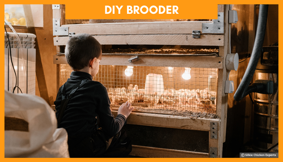 diy brooder for baby silkie chickens