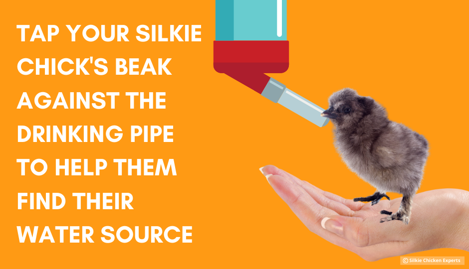 drinking pipe for baby silkie chickens