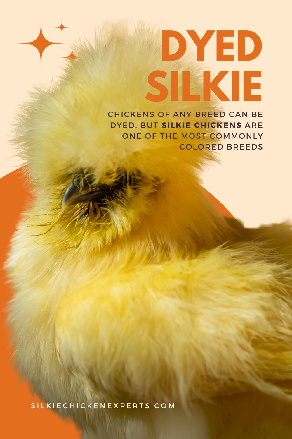 dyed silkies