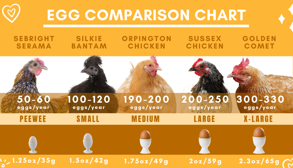 Egg production comparison chart of black silkie chicken, sebright serama, orpington, sussex, and golden comet chicken