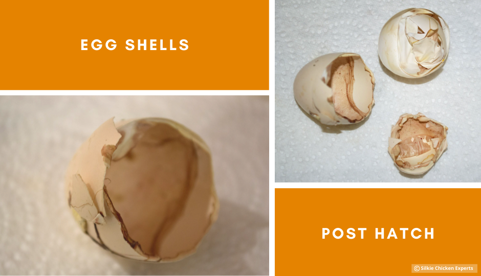 silkie chicken egg shells post hatching