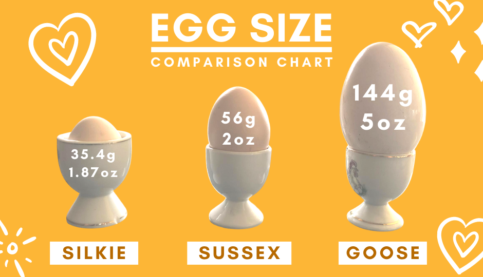 egg size comparison chart