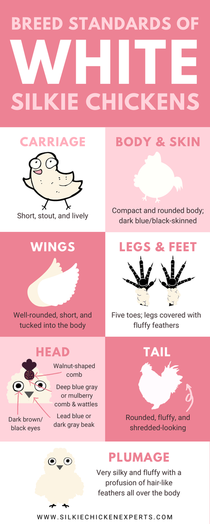 amazing facts about white silkie chickens infographic